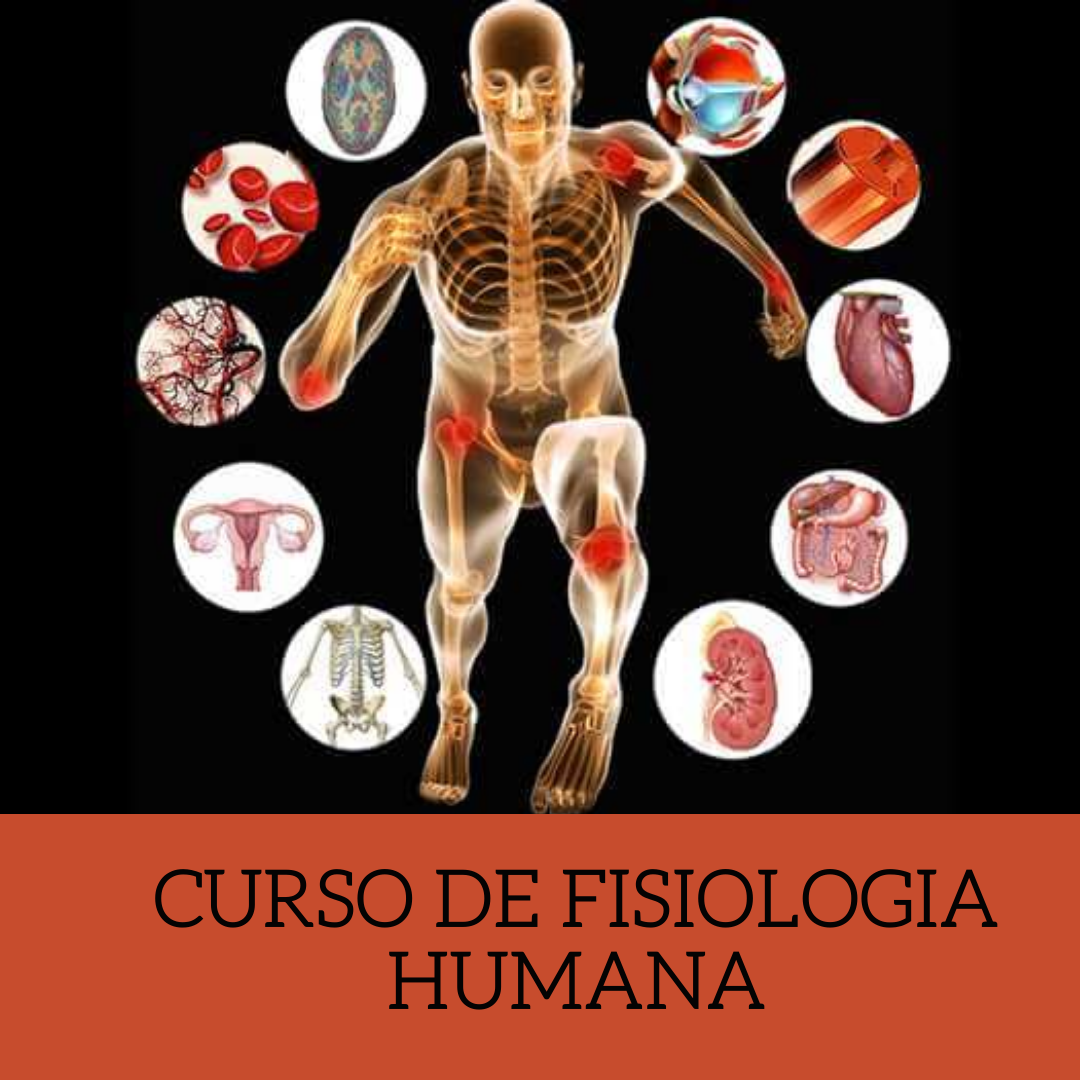Curso de Fisiologia Humana - Débora Machado | Hotmart