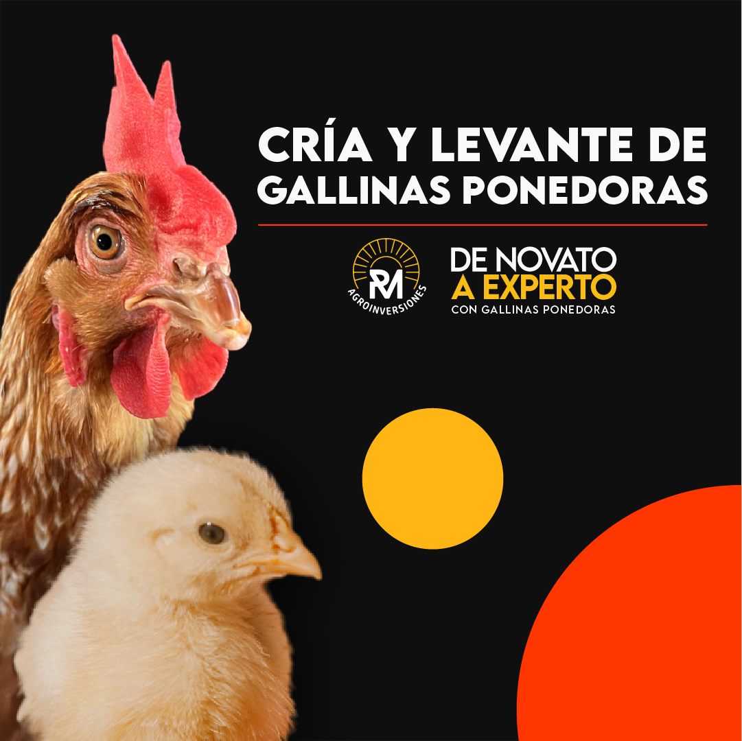 Curso Cría y Levante de Gallinas Ponedoras