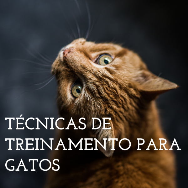 Técnicas de Treinamento Para Gatos