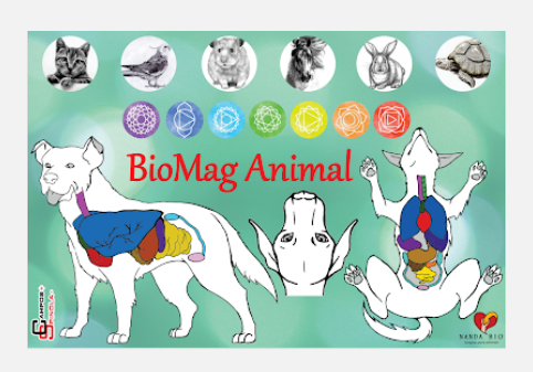 Workshop Mesa Magnética BioMag Animal - Fernanda Maffazzoni | Hotmart