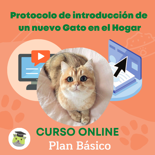 Protocolo de introducción de un nuevo Gato en el Hogar Tips para