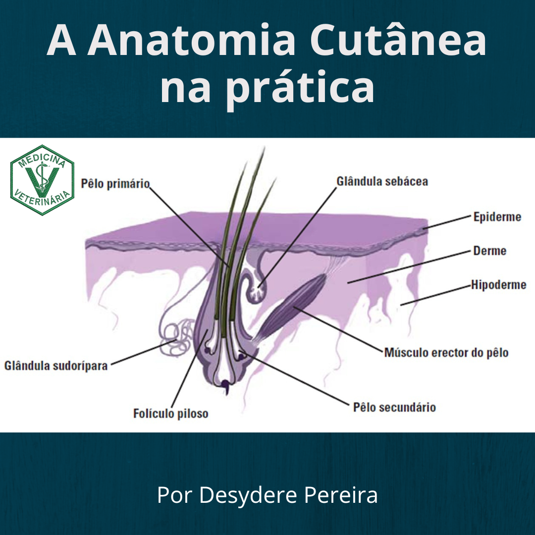 Anatomia Cutânea na prática