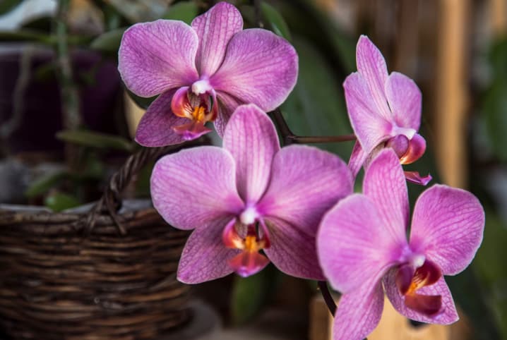 Guia Completo para o Cultivo de Orquídeas em Casa