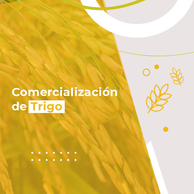 Curso Comercialización de Trigo - CMA Consultoria, Métodos, Assesso...