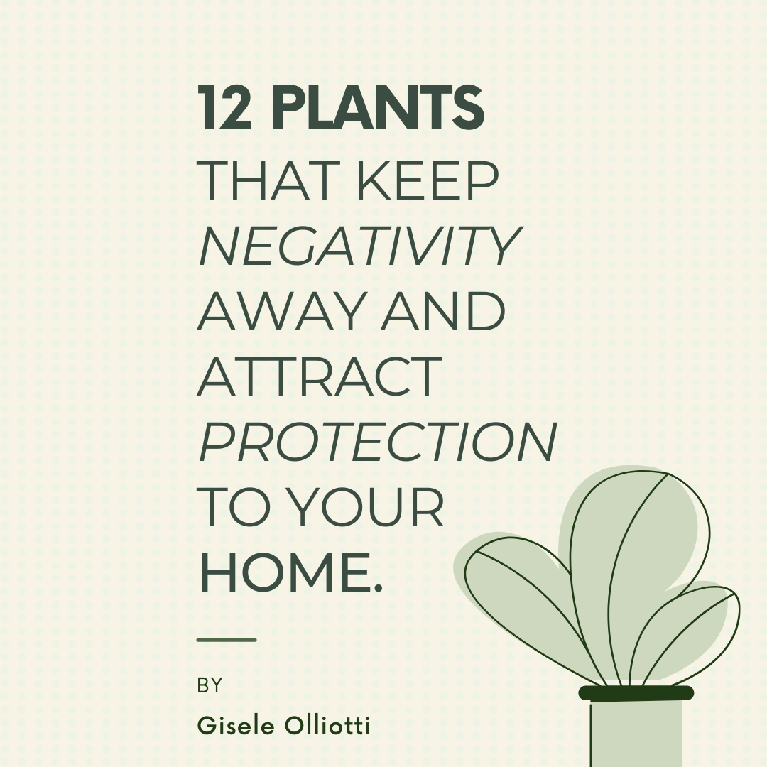 12 PLANTS THAT KEEP NEGATIVITY AWAY AND ATTRACT PROTECTION TO YOUR HOME