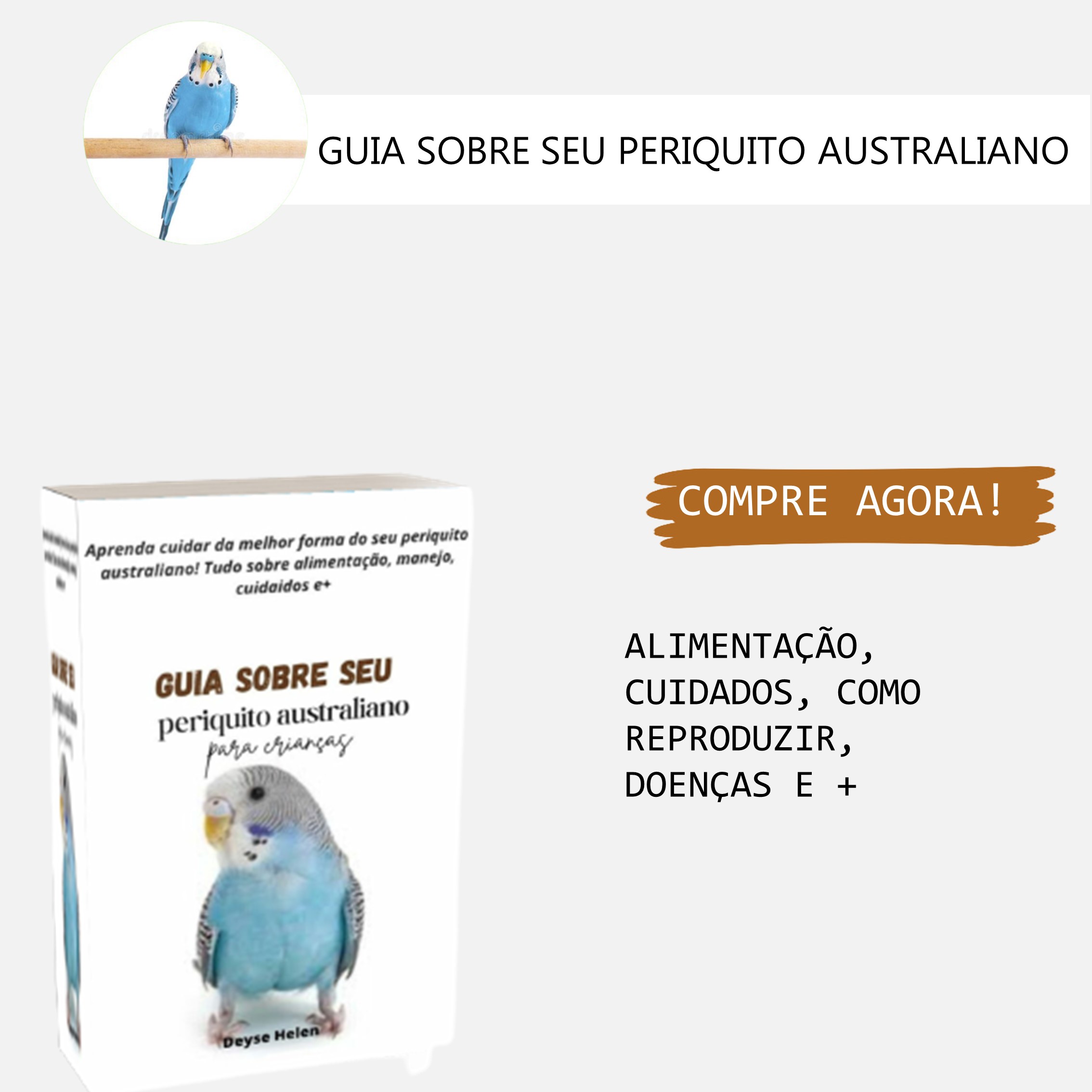 o-que-periquito-australiano-come-ecolesetformations-fr