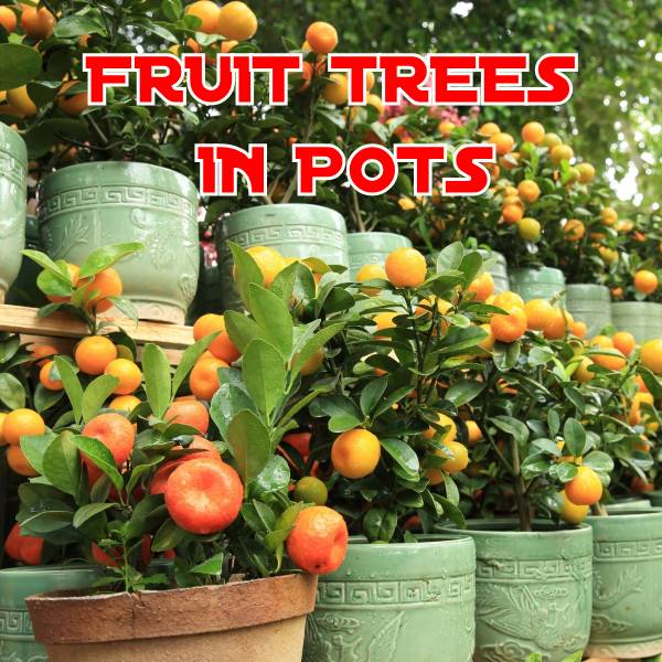 Fruit Trees in Pots
