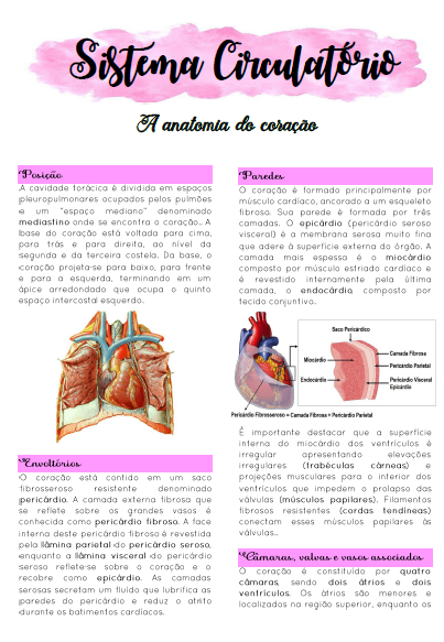 Combo Anatomia Do Sistema Circulatório Completo Coração Vasos Combo Anatomia Do Sistema Circulatório Completo Coração Vasos