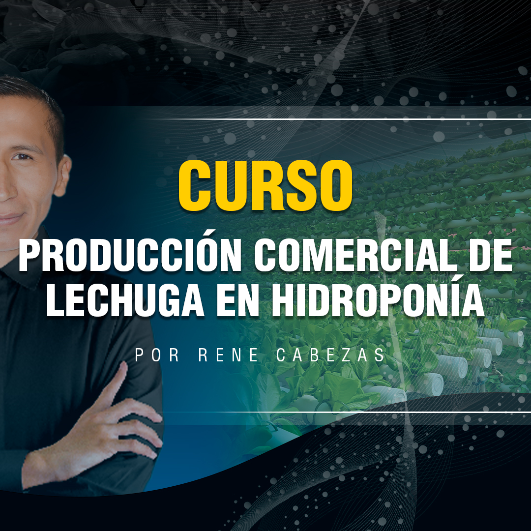 Producción Comercial de Lechuga en Hidroponía: 17 cosechas por año