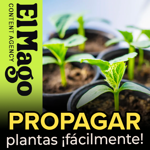 APRENDÉ A PROPAGAR PLANTAS FÁCILMENTE
