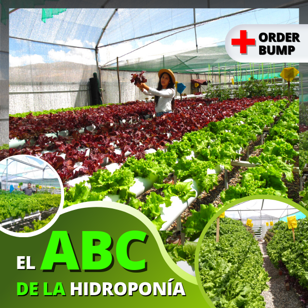 EL ABC DE LA HIDROPONÍA