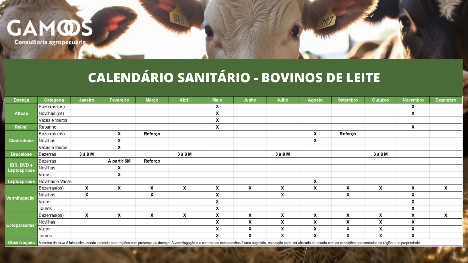 Calendario Sanitario De Bovinos De Leche