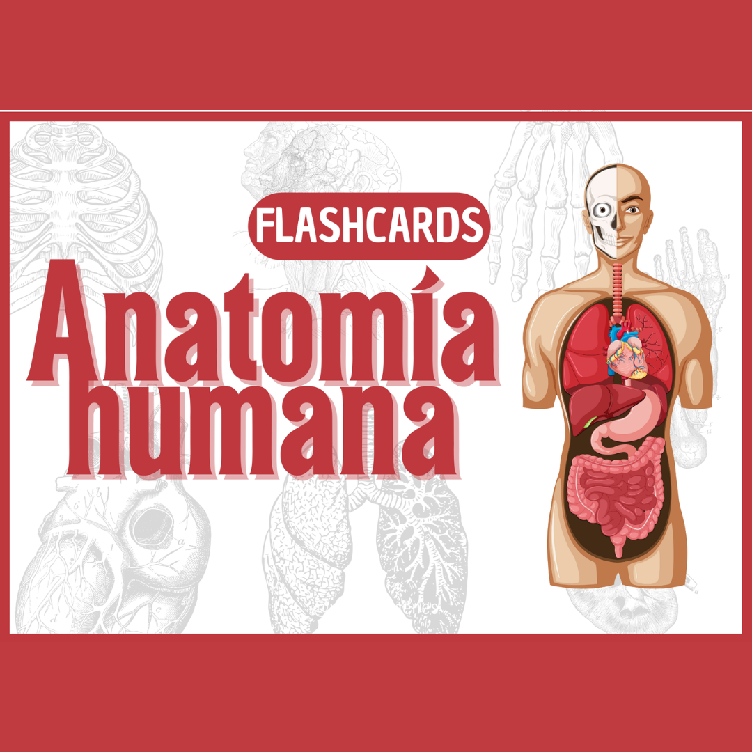 FLASHCARDS ANATOMÍA HUMANA - yaresumenes | Hotmart