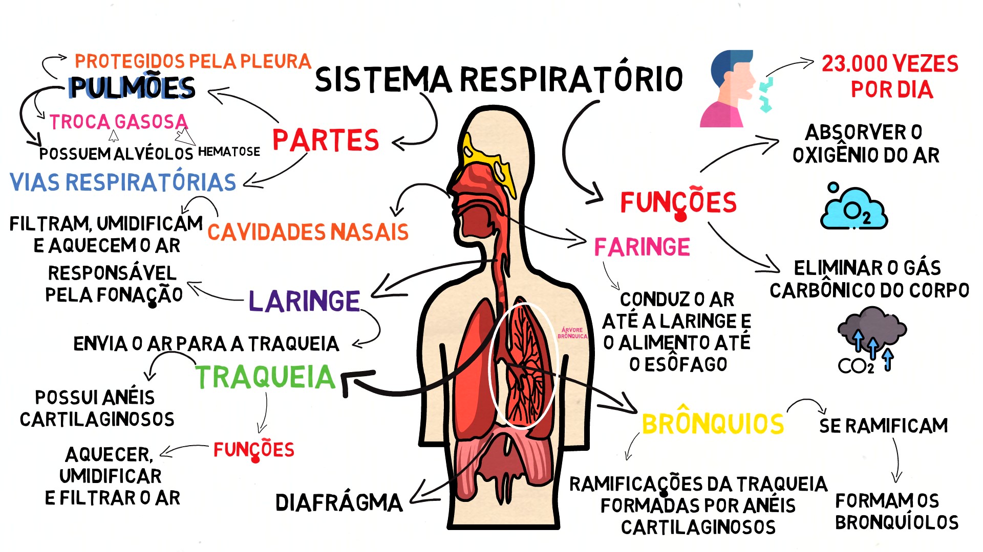 Sistema Respiratorio 5 Ano FDPLEARN Sistema Respiratorio 5 Ano FDPLEARN