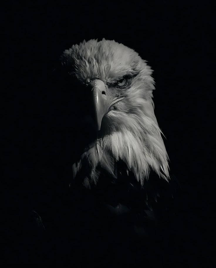 Mentoria Eagle