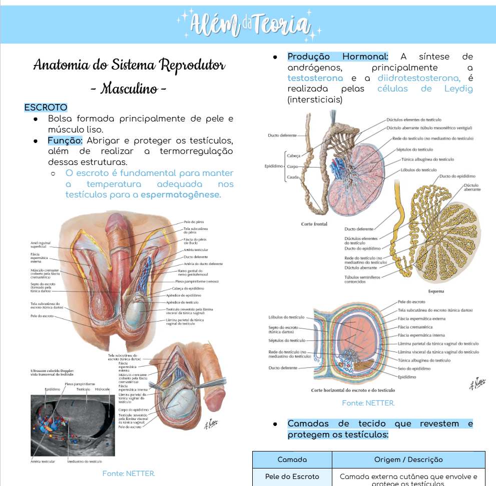 Anatomia do Sistema Reprodutor Masculino - Além da Teoria | Hotmart