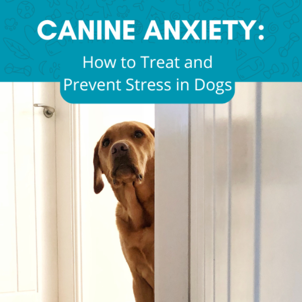 Picture of Canine Anxiety: How to Treat and Prevent Stress in Dogs - Ana Arcur...