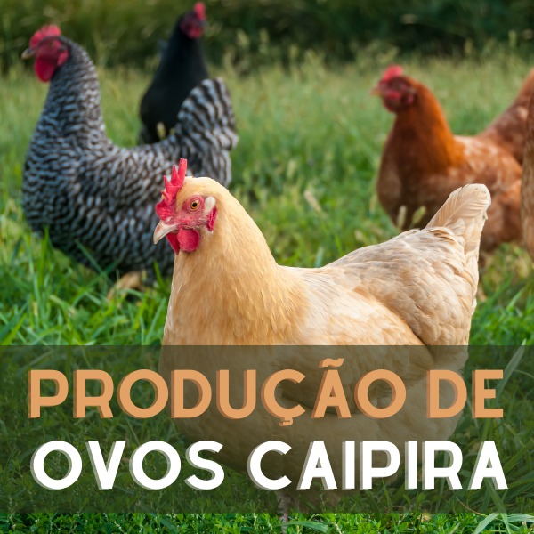 Imagem de capa para o Curso online Curso de Produção de Ovos Caipira