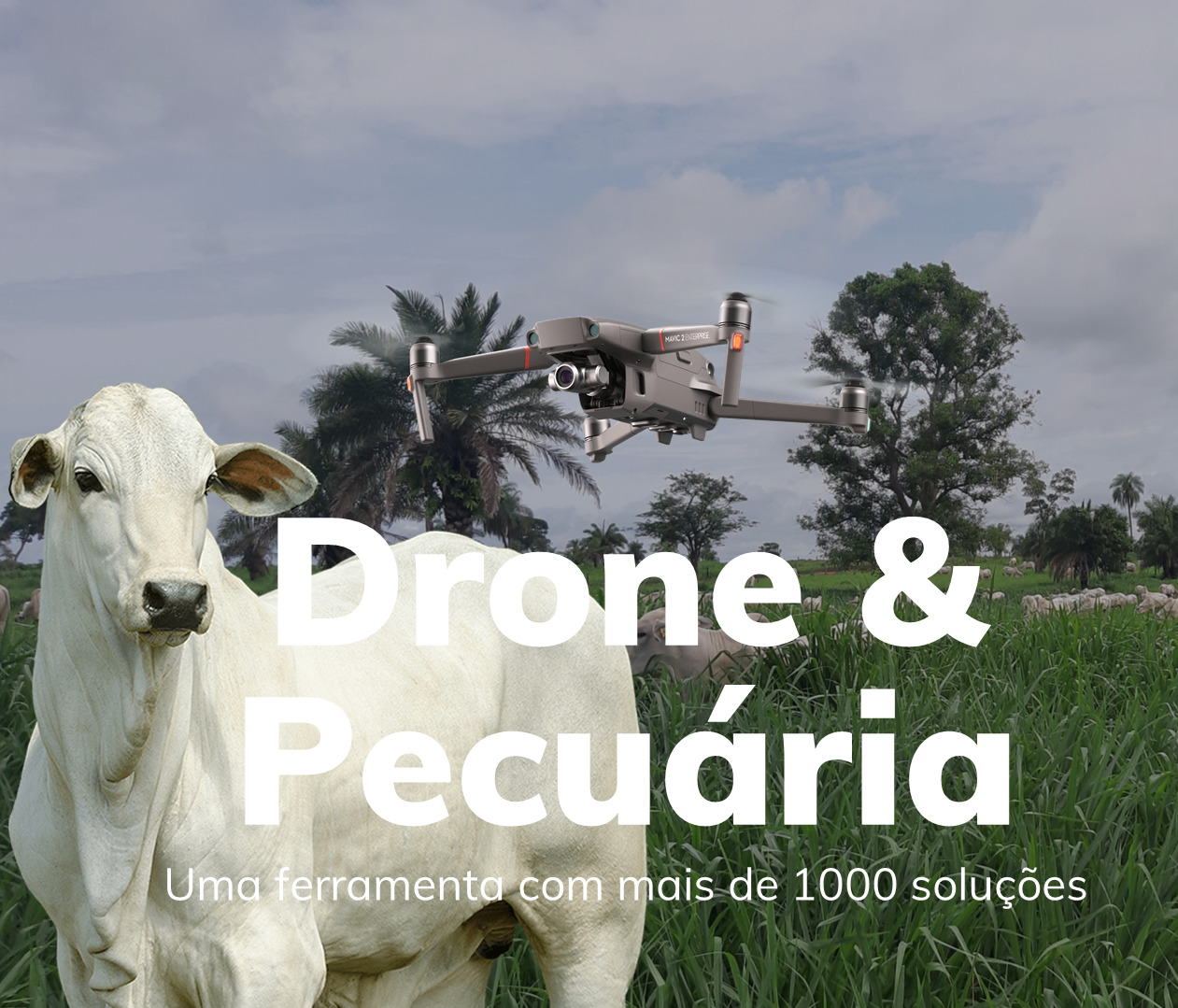 Drone na pecuária: Uma ferramenta com mais de 1000 soluções