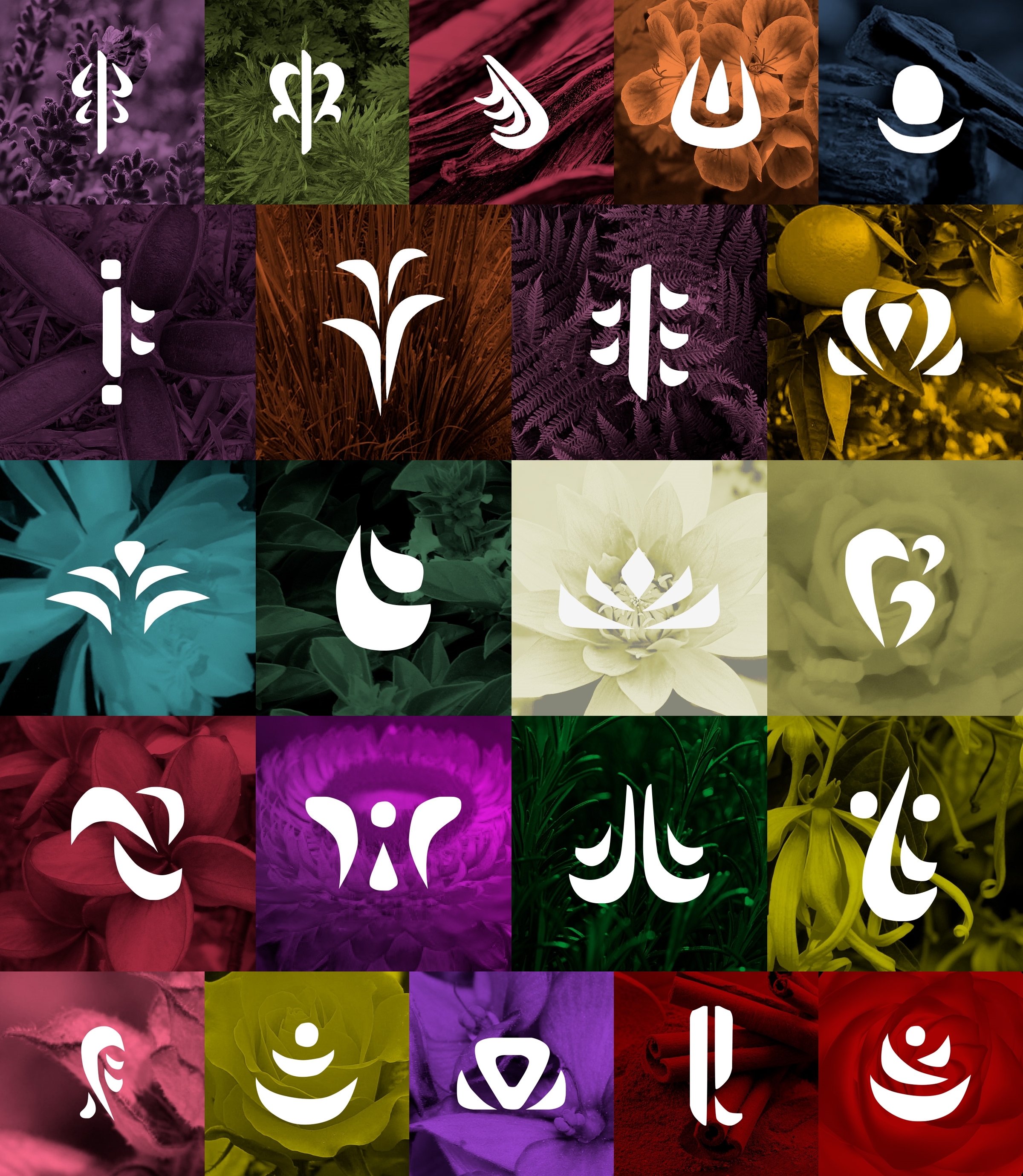 Fairy Tail Guild Names
