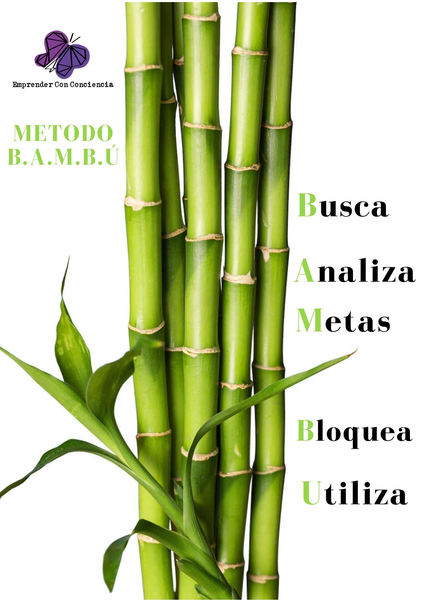 Бамбук во владивостоке. Завод дерева. Бамбук на белом фоне фото. Дерево с поленом картинка. Фото бамбук много стеблей.