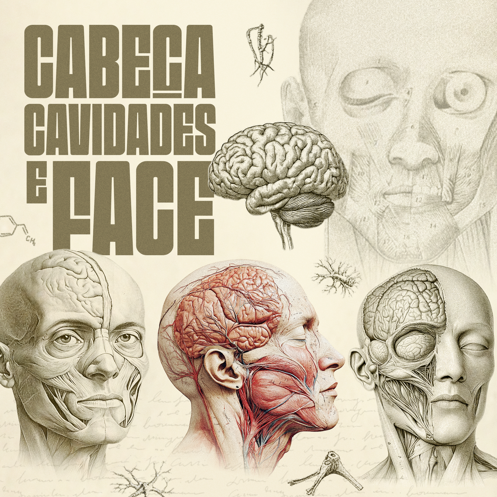 Curso de cabeça - Órbita