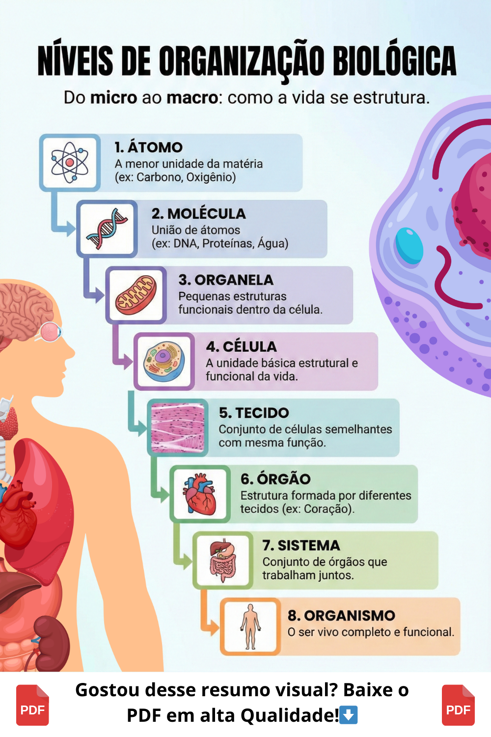 Cartaz/Resumo – Níveis de Organização Celular para Sala de Aula (Co...