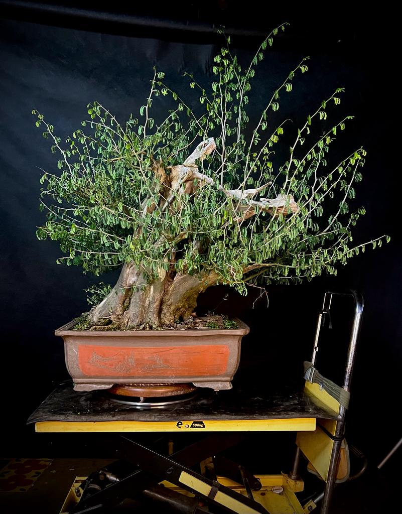 Bonsai Básico Crescimento x Poda (Cut and Grow) Rock Júnior Hotmart