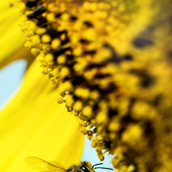 Aventuras de las Abejas: Aprendiendo con Diversión y Color - AILHYN...
