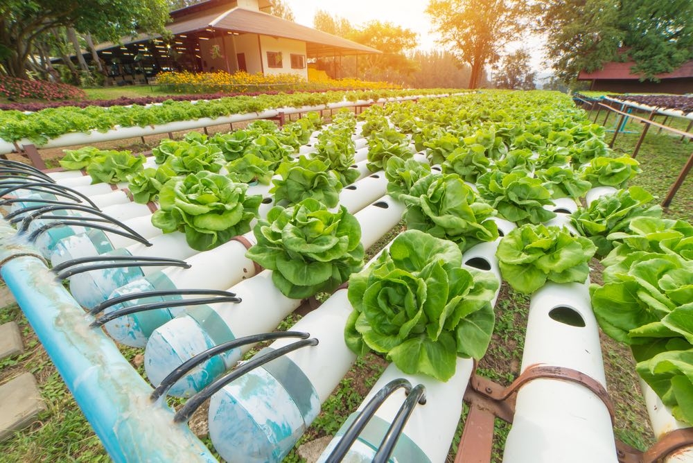 Capacitación en Sistema de Cultivo Hidropónicos