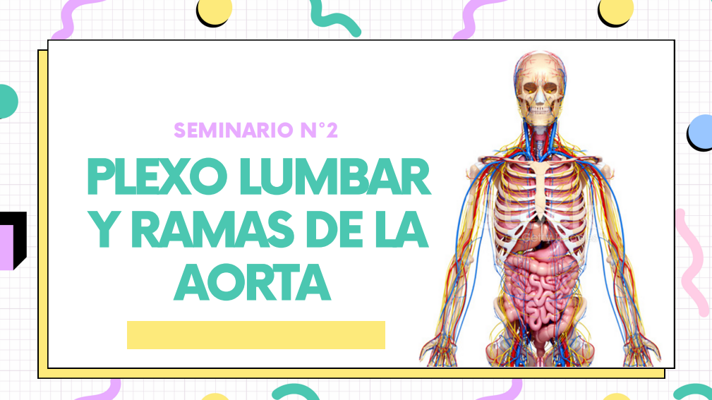 Plexo Lumbar y Ramas de la Aorta (RESUMEN) - Sergio Jesus | Hotmart