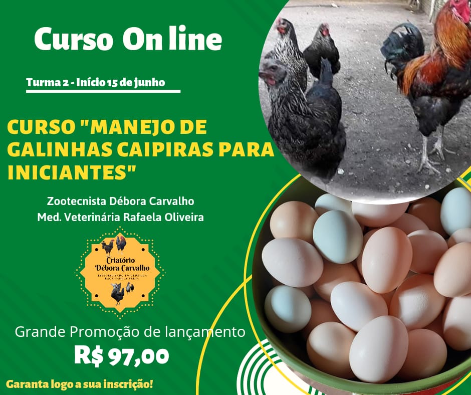 CURSO CRIAÇÃO DE GALINHAS CAIPIRAS PARA INICIANTES 2.0