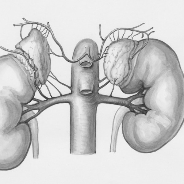 Saúde Renal Crônica Explicada: Um E-book para Pacientes e Familiare...