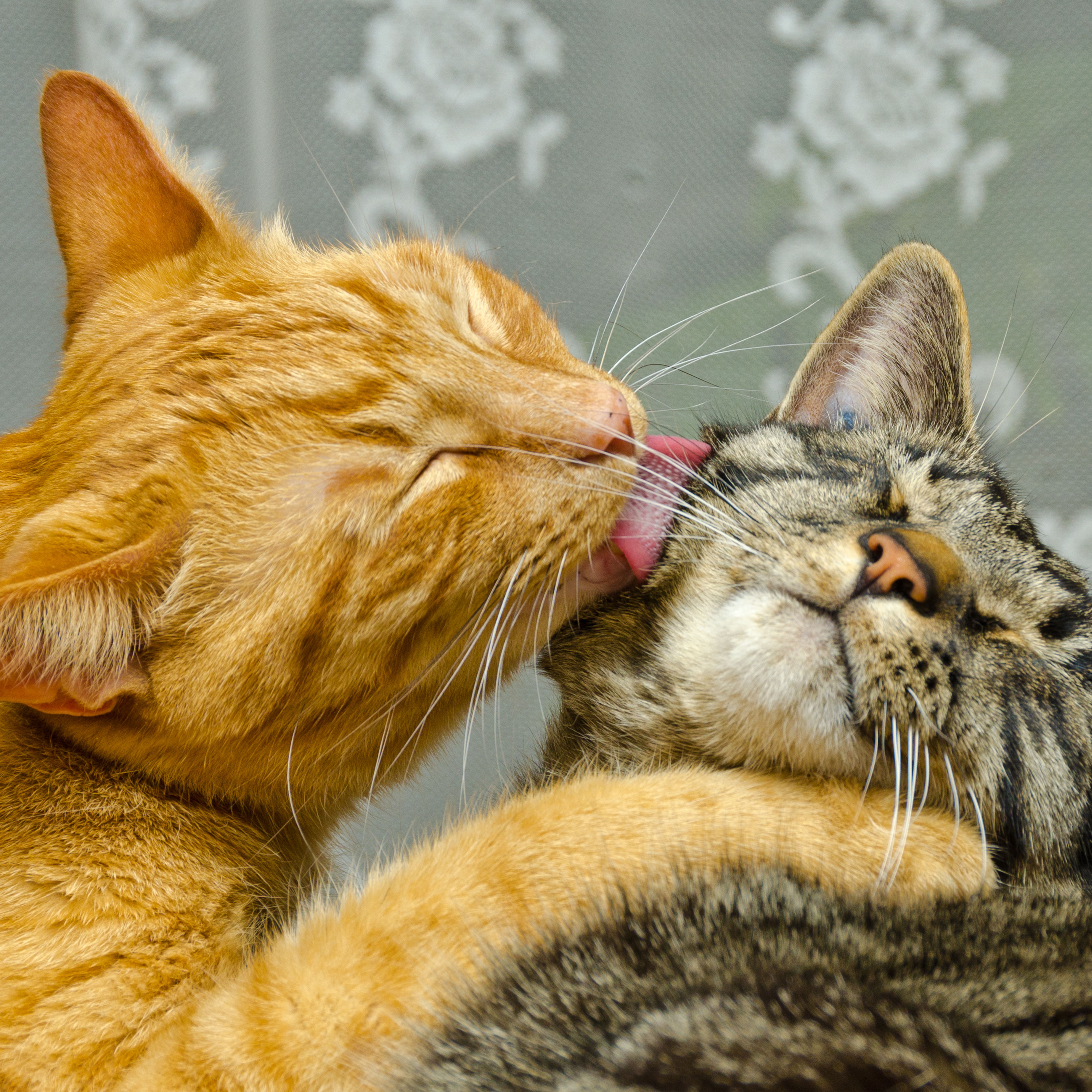 Guia Completo de Cuidados e Treinamento para Cães e Gatos: Do Adestramento aos Mimos