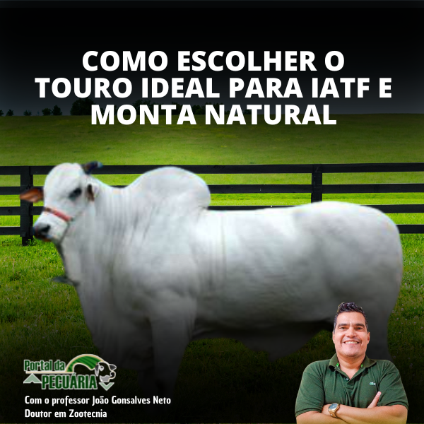 Imagem de capa para o Curso online Como escolher o touro para IATF e monta natural
