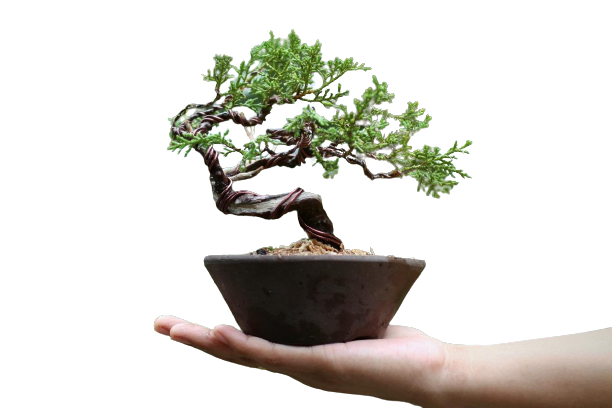 Imagem de capa para o Ebook Noções Básicas Sobre Bonsai