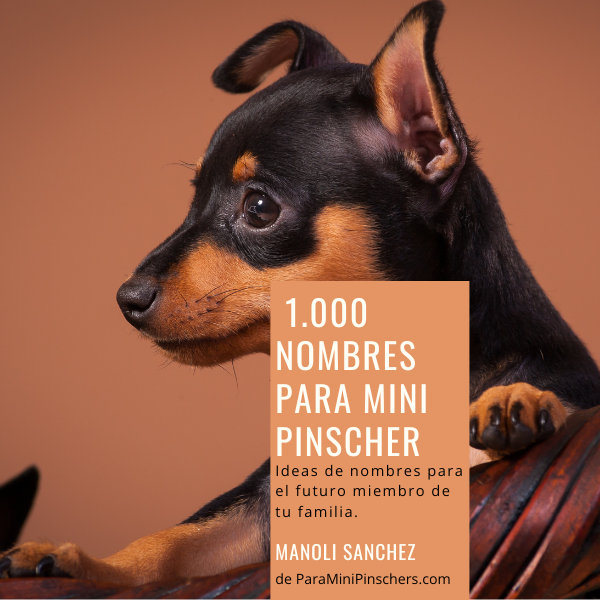 1.000 nombres para mini pinscher