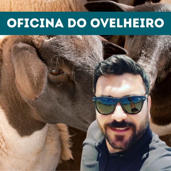 oficina-do-ovelheiro