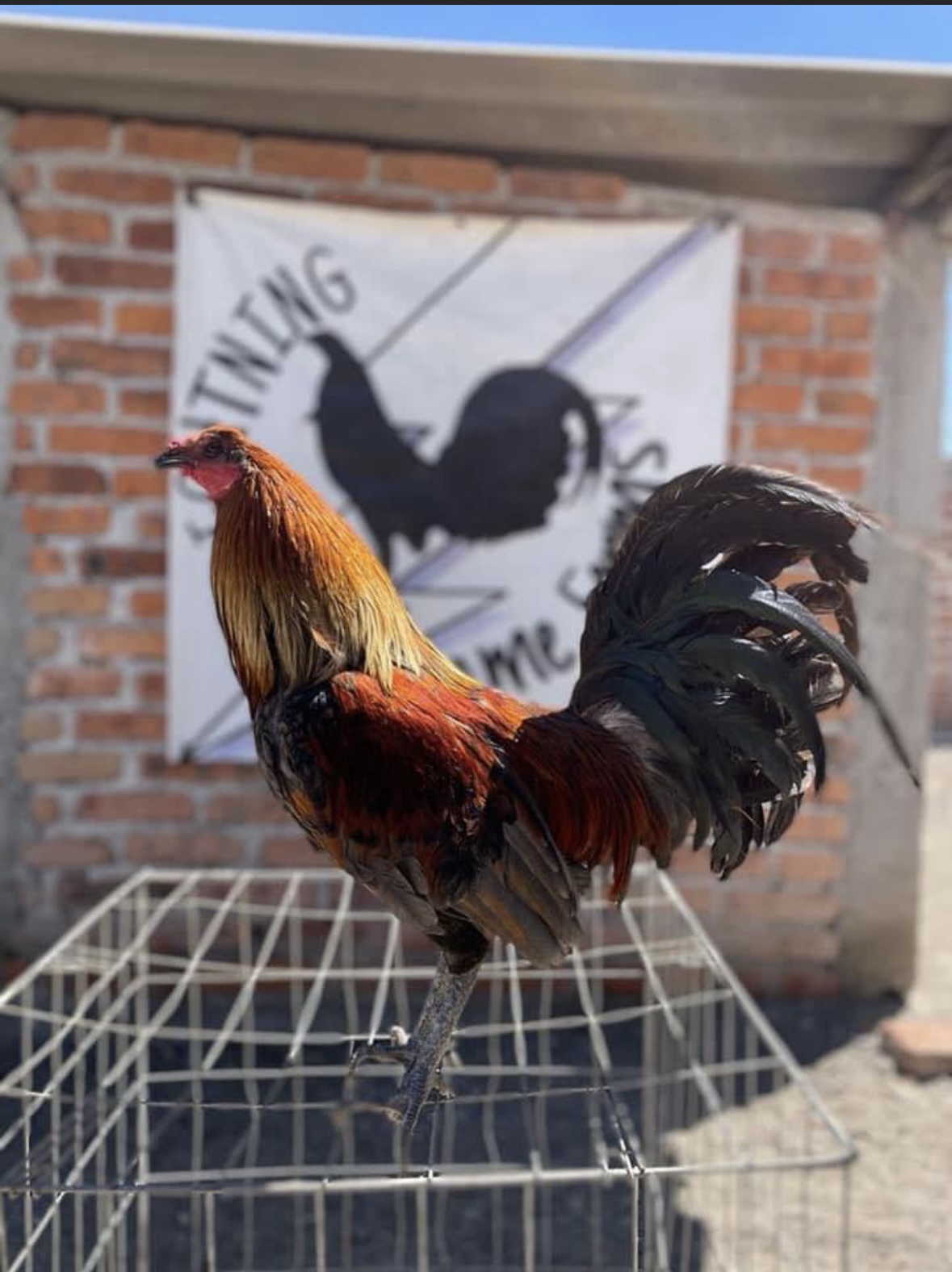 How To Create A New Gamefowl Strain/family. Jose Negrete Rivera Hotmart