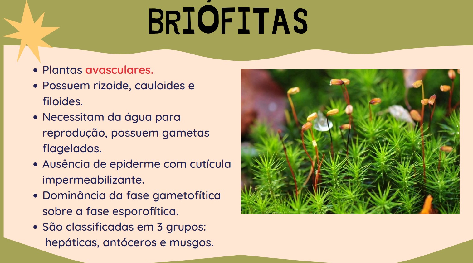 BIOLOGIA - CLASSIFICAÇÃO E REPRODUÇÃO DAS PLANTAS.
