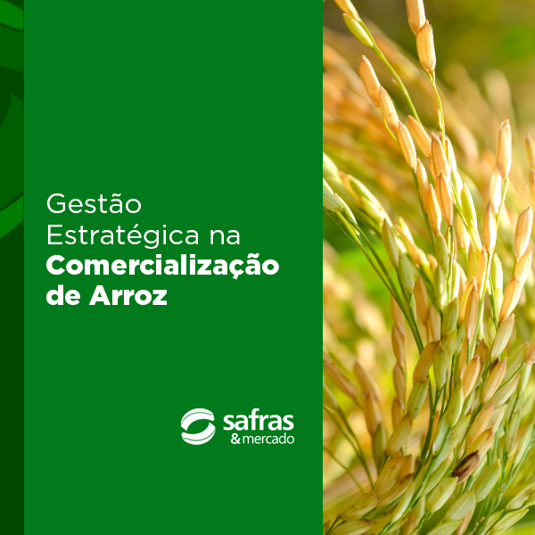 Imagem de capa para o Curso online Curso Gestão Estratégica na Comercialização de Arroz – Safras & Mercado