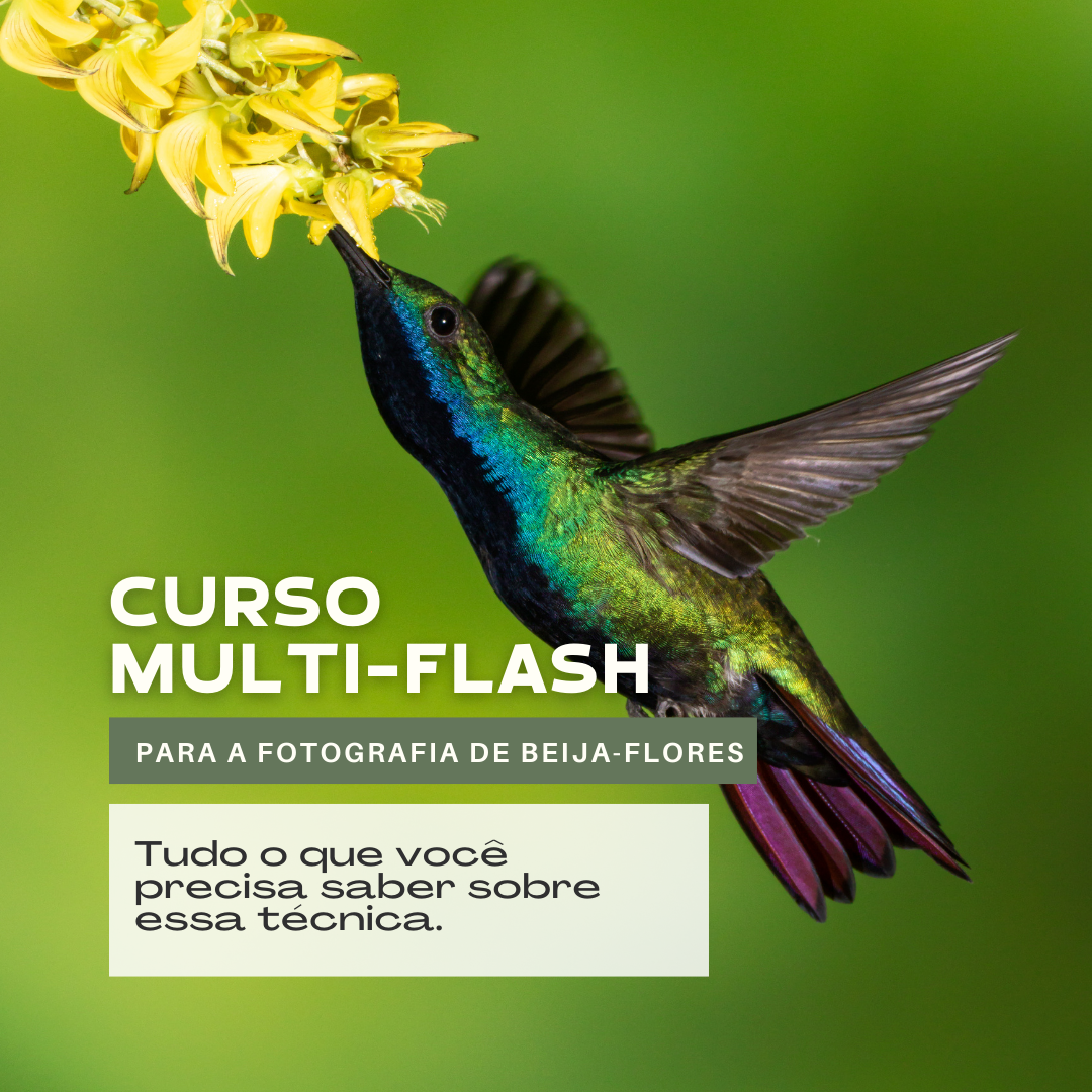 Curso de Multi-Flash Para a Fotografia de Beija-flores - Planning C...