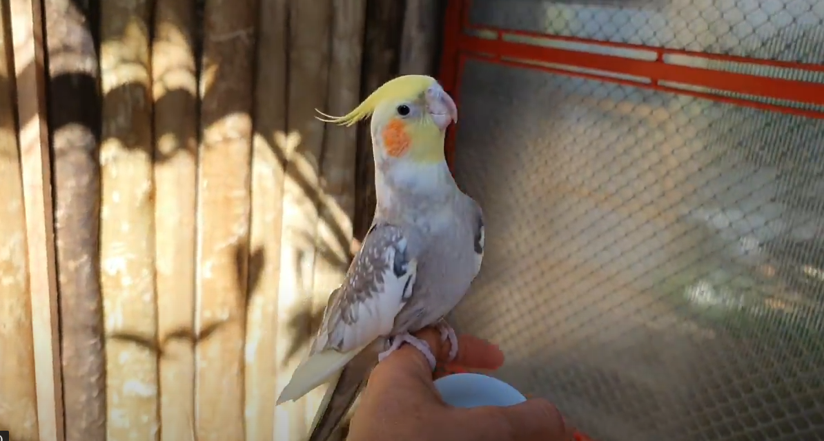 Amanse sua calopsita - Silvia Corbucci | Hotmart