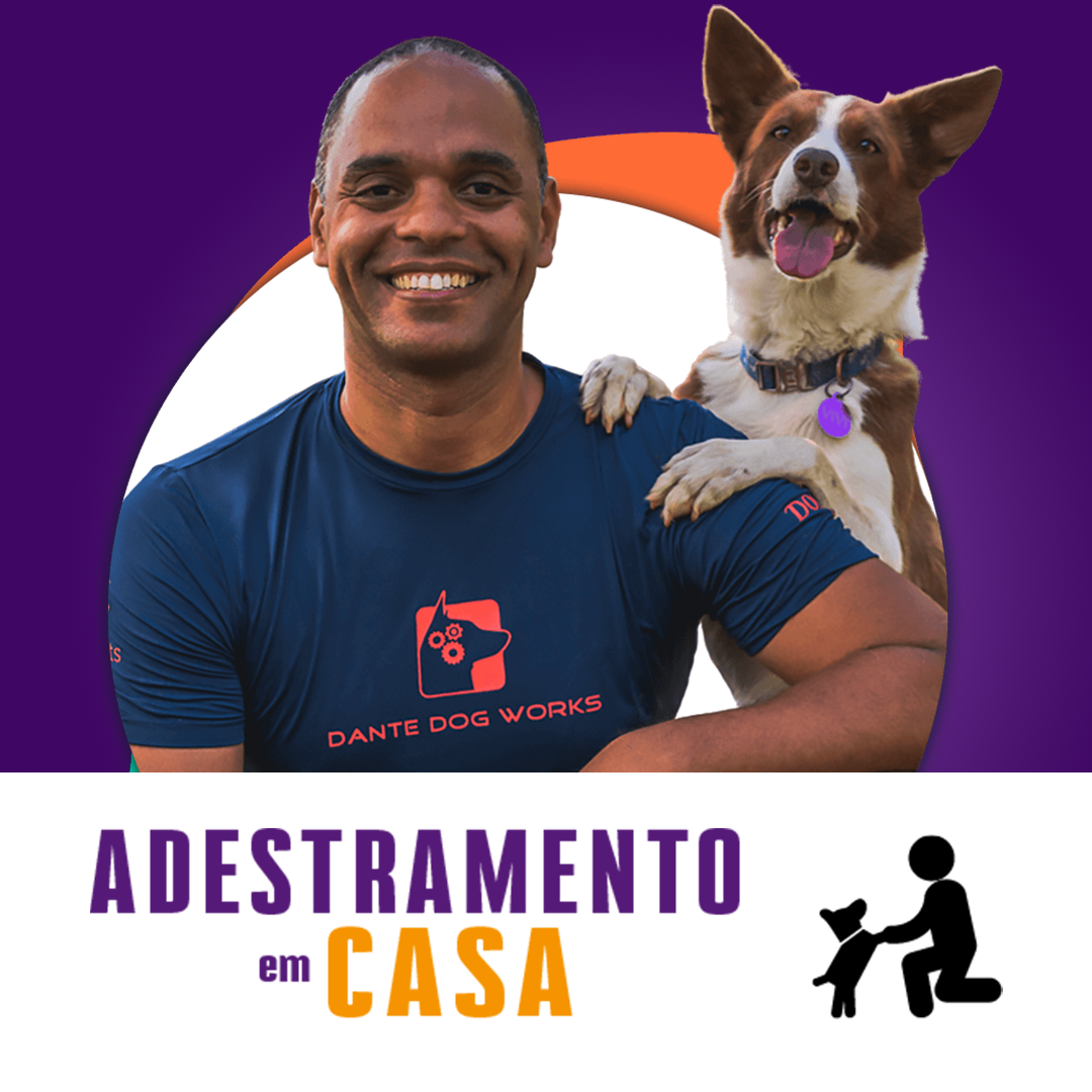adestramento-em-casa