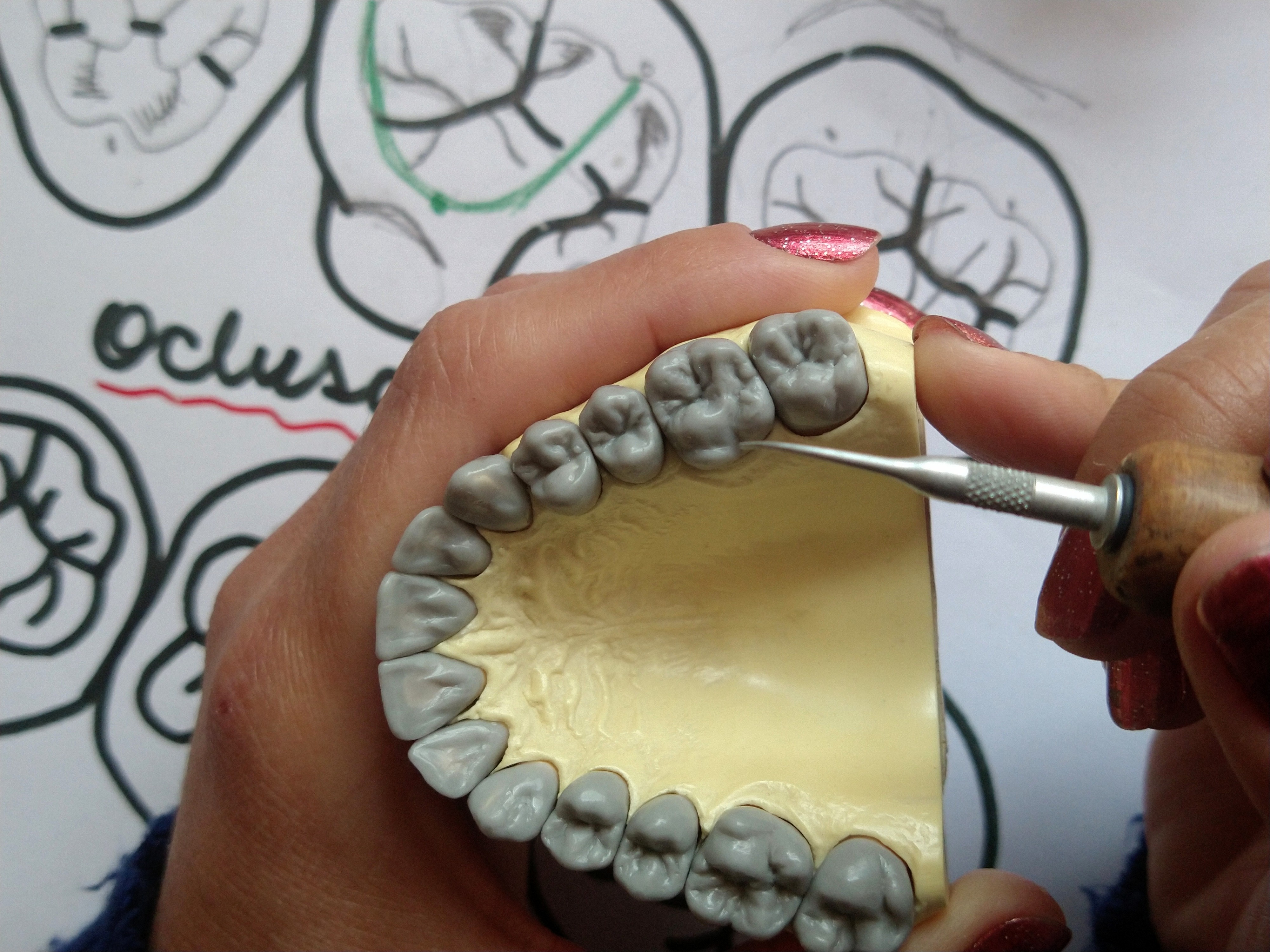 Curso de Anatomia, Desenho, Escultura e Oclusão Dental - Dentes Posteriores