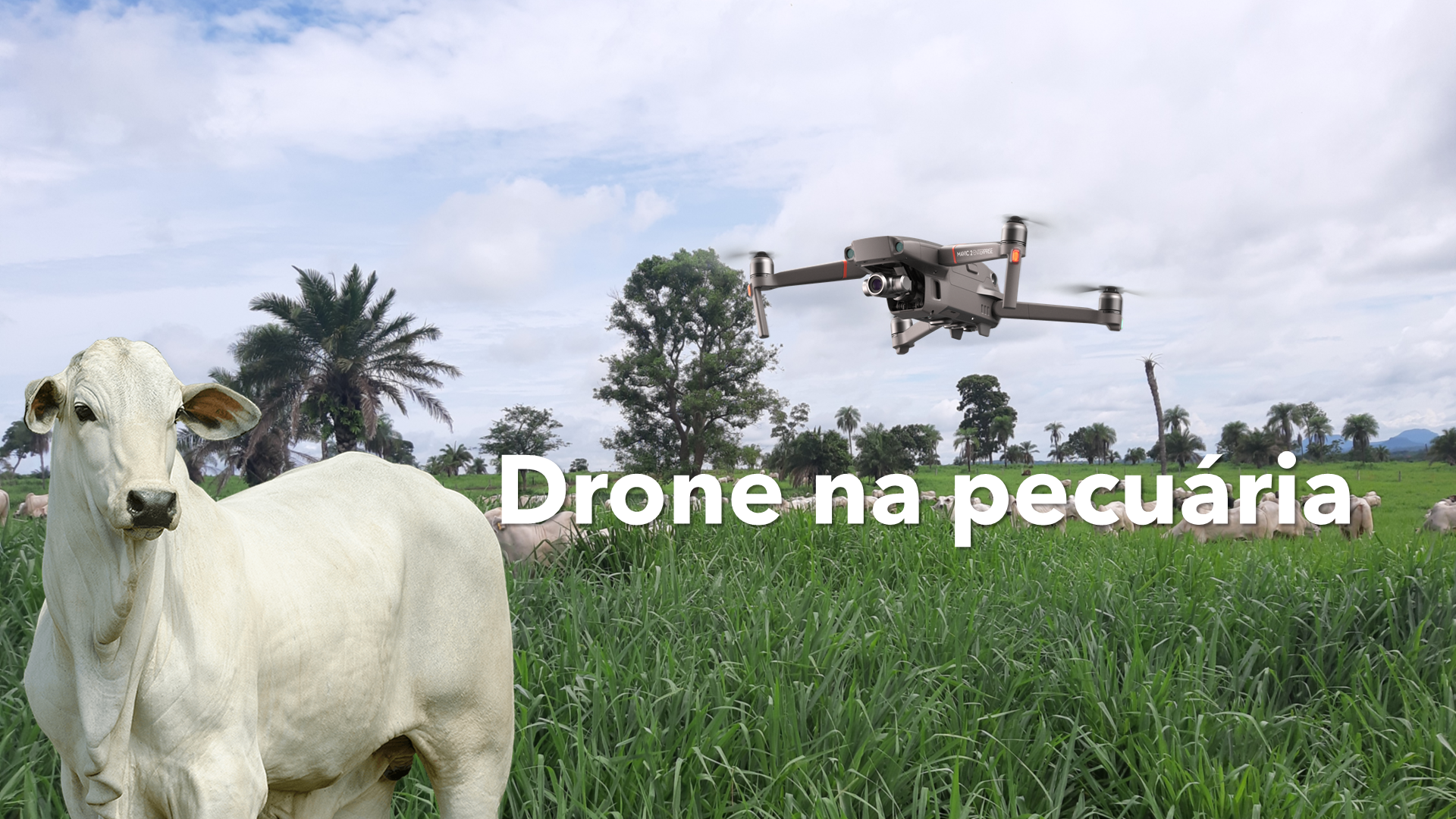 Drone na pecuária