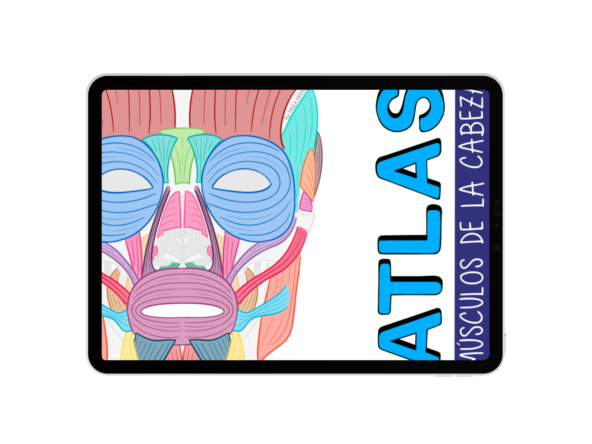 Atlas de músculos de la cabeza Digital - Academia Sustancia P | Ho...