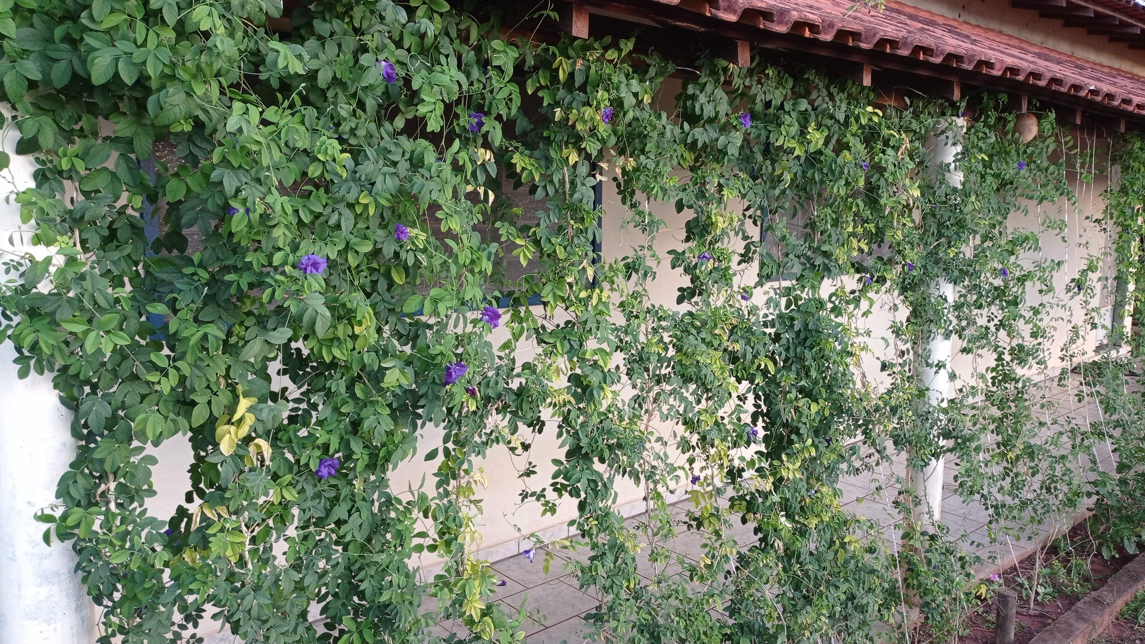 Jardim Vertical (brise vegetal) - como fazer com Flor Fada Azul - @..., image size:4000x2250