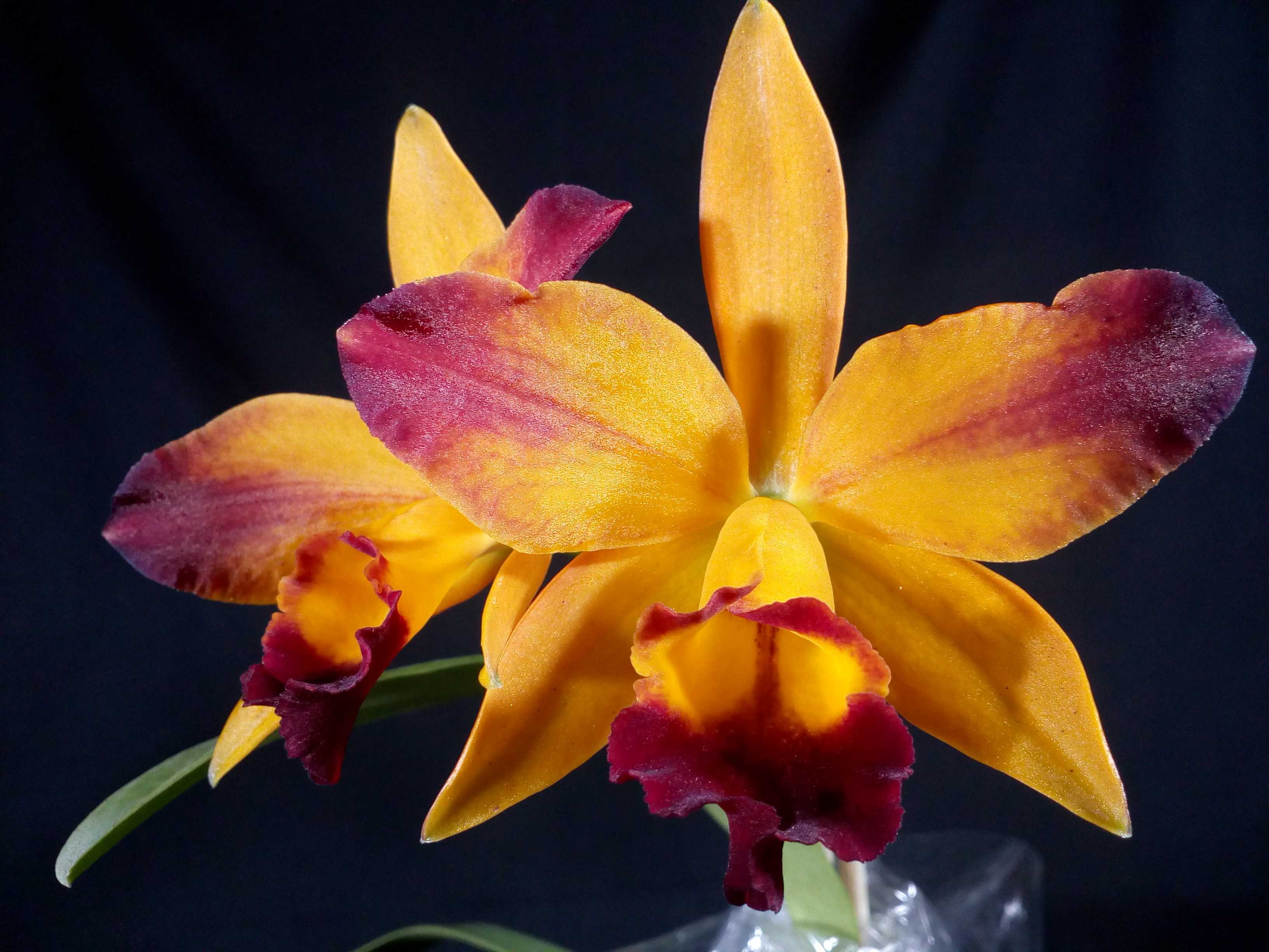 Orquídeas e Afins